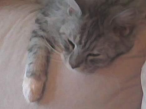 Maine Coon jersey *DØD* billede 6