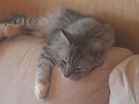 Maine Coon jersey *DØD* billede 7