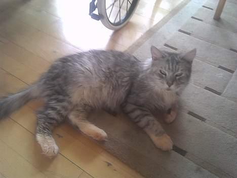 Maine Coon jersey *DØD* billede 8