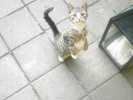 Huskat spiti - se vad jeg kan billede 9