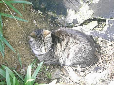 Huskat spiti - jeg trode at der var mate skyge her billede 10