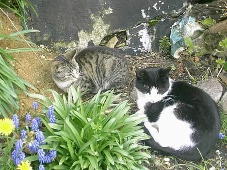 Huskat spiti - aaaaaa er du her ogsa far jeg fik et sjegk billede 11