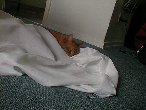 Huskat Oliver  R.I.P d.16-10-06  - Det stof kan jeg godt bruge til at sove i billede 12