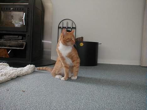 Huskat Oliver  R.I.P d.16-10-06  - Tag fra min bedste side.,.  billede 13