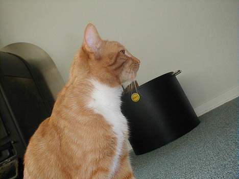 Huskat Oliver  R.I.P d.16-10-06  - Stop lige med at tage billeder, der var noget der bevægede sig  billede 14