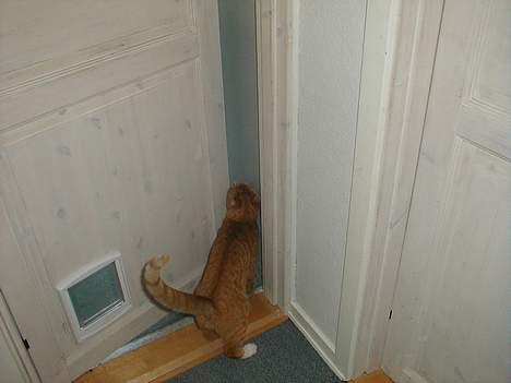 Huskat Oliver  R.I.P d.16-10-06  - NU GIDER jeg ikke mere.,. billede 15