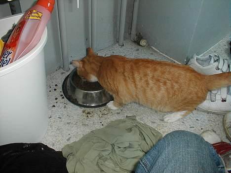 Huskat Oliver  R.I.P d.16-10-06  - Snif snif.,.. Kun tørkost, hvor er min dåsemad  billede 16
