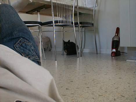 Huskat Didde - Hvorfor skal du hele tiden tage billeder .,.  billede 4