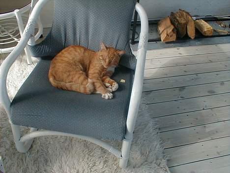 Huskat Oliver  R.I.P d.16-10-06  - Add... JEG spiser ikke franske KArTofler billede 17