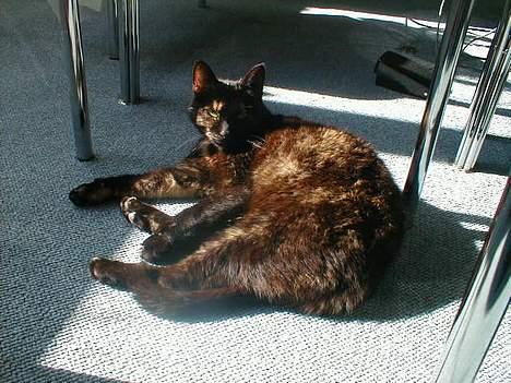 Huskat Didde - Jeg keder mig... kan du ikke snakke lidt med mig billede 5