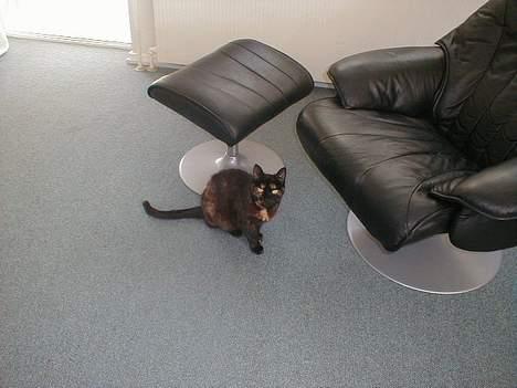 Huskat Didde - Jeg er lige kommet ude fra og så kommer du og tag billede af mig billede 6