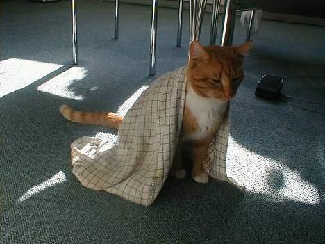 Huskat Oliver  R.I.P d.16-10-06  - Du skul bare tabe den over mig :-| billede 18