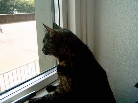 Huskat Angel #R.I.P# - Jeg er bare så glad for alle mine nye vinduer..  billede 12