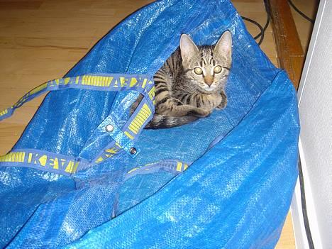 Huskat Simba - Skal vi lege gemmer?. =) billede 5