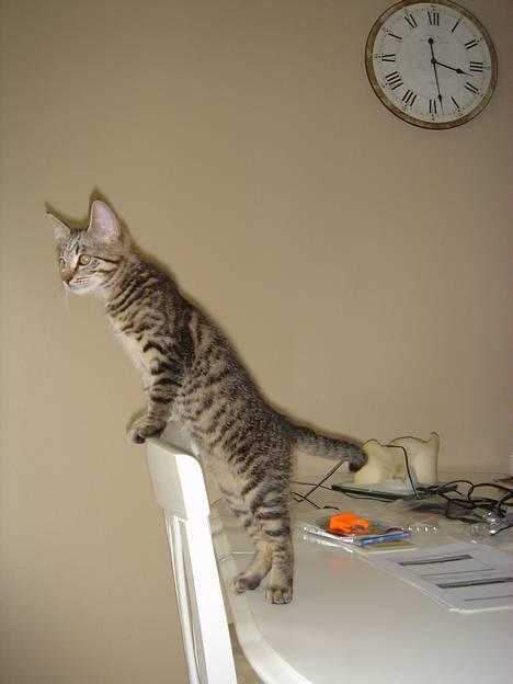 Huskat Simba - Se hvor høj jeg kan blive. billede 6