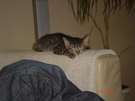 Huskat Simba - zzz zzz zzz billede 7