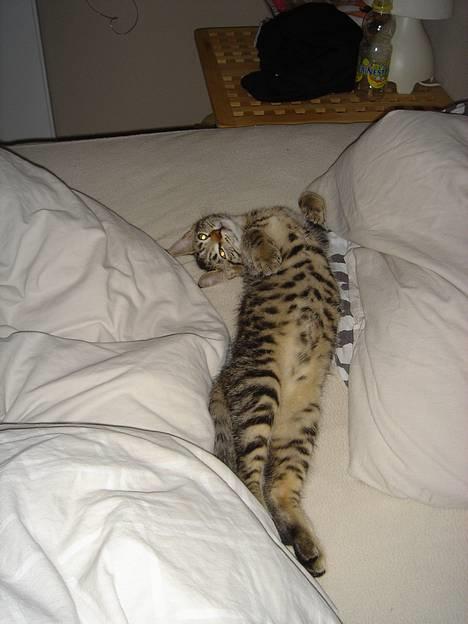 Huskat Simba - Dejlig seng..ahhh billede 8