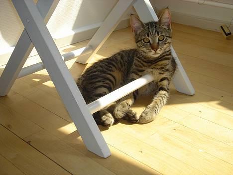 Huskat Simba billede 9