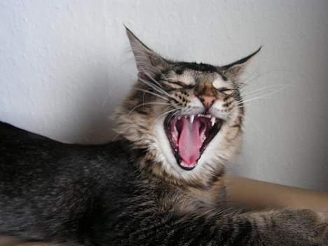 Norsk Skovkat Loke - Dovne "hund" Han gaber nok 40.000 gange om dagen :0) billede 8