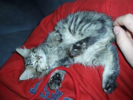 Blanding af racer Kiwi billede 10