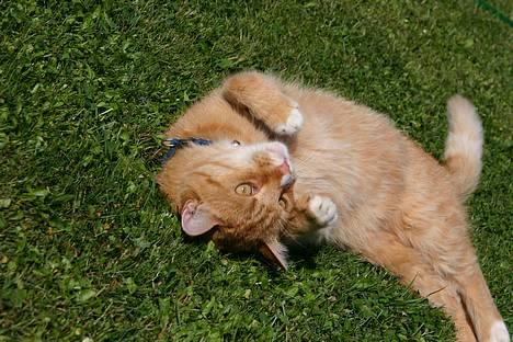 Blanding af racer Brian - åh..... det er dejlig  billede 2