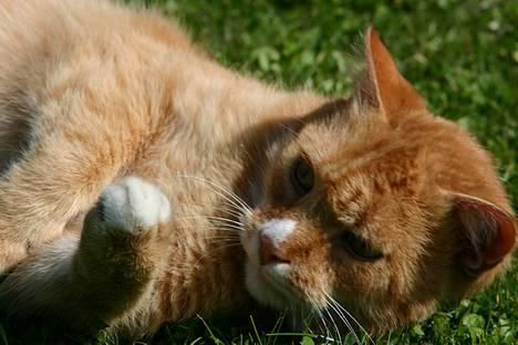 Blanding af racer Brian - ligger lige og hygger mig i græsset.... billede 3