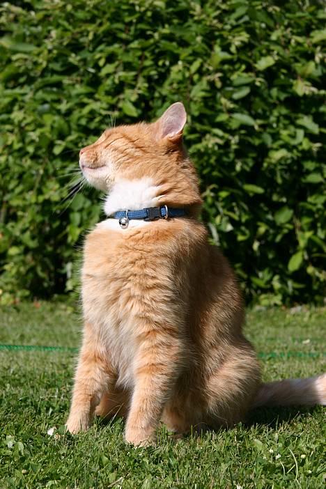 Blanding af racer Brian - sidder lige og nyder solen billede 4