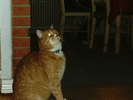 Blanding af racer Brian - arg en edderkop i jørgnet hvordan kommer jeg der op hmm billede 5