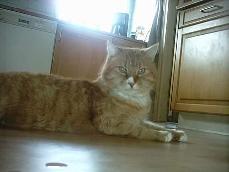 Blanding af racer Brian - tager lige en "feder" billede 6