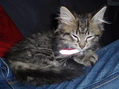 Blanding af racer Kiwi billede 11