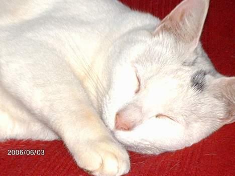 Blanding af racer minnie - ååå ha jeg er bare så træt billede 6