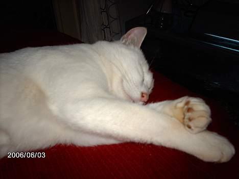 Blanding af racer minnie - uuuu strækker mig lige engang billede 7