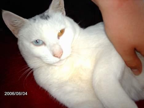 Blanding af racer minnie - det er dejlig at blive nusset billede 8