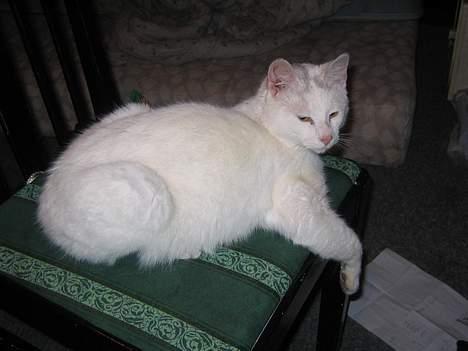 Blanding af racer Misling =) billede 1