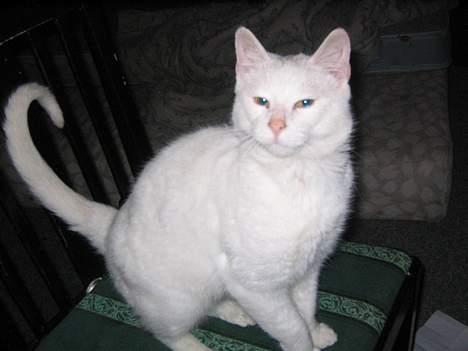 Blanding af racer Misling =) billede 2