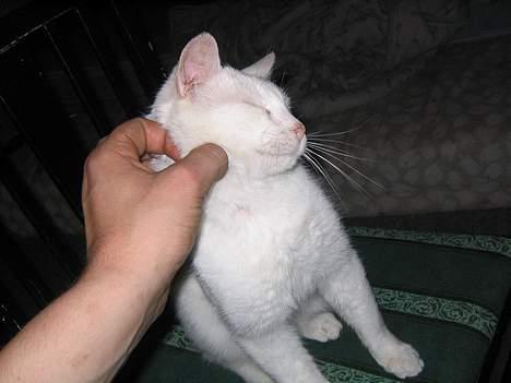 Blanding af racer Misling =) billede 3