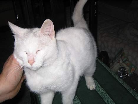 Blanding af racer Misling =) billede 4