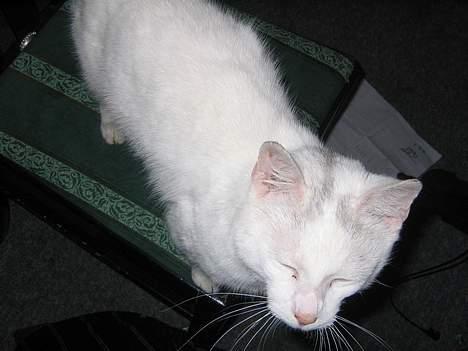 Blanding af racer Misling =) billede 5