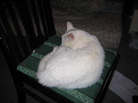 Blanding af racer Misling =) billede 6