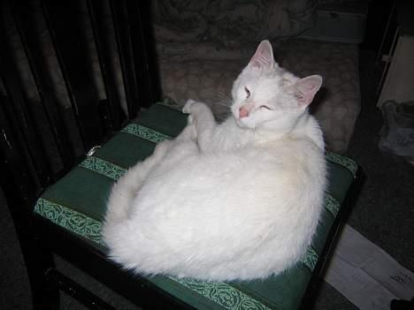 Blanding af racer Misling =) billede 7