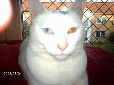 Blanding af racer minnie - hej alle sammen billede 9