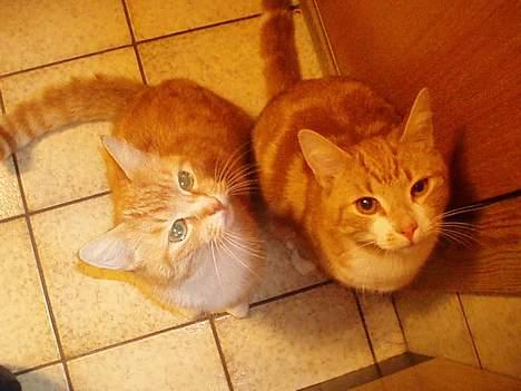 Huskat Garfield <,3 (gaffe)  - Gaffe & mor (trille)  2oo6 billede 20