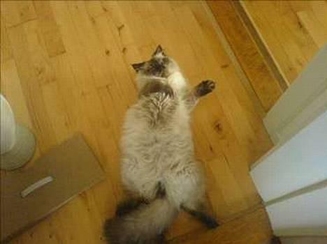 Colorpoint Loui - Total yndlings stilling..  billede 13