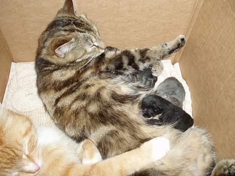 Blanding af racer Berta <,3  - berta med hednes Små misser.. født den 4 Juni 2oo6-- Taget den 4 Juni 2oo6 - Trille hjælper hende.. billede 15