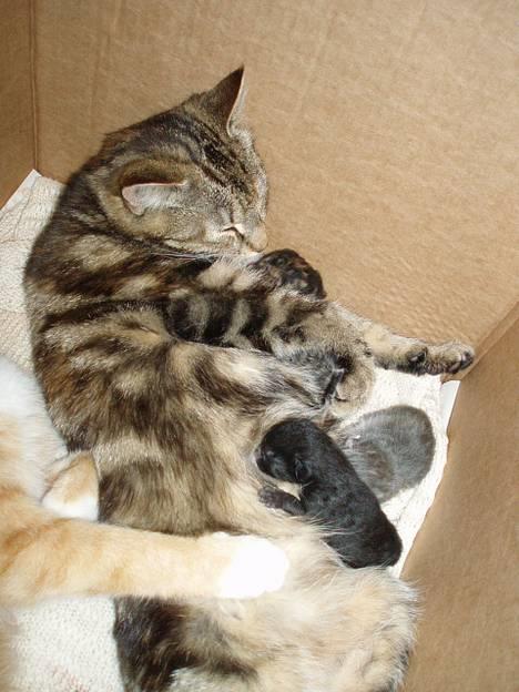 Blanding af racer Berta <,3  - <3 billede 16