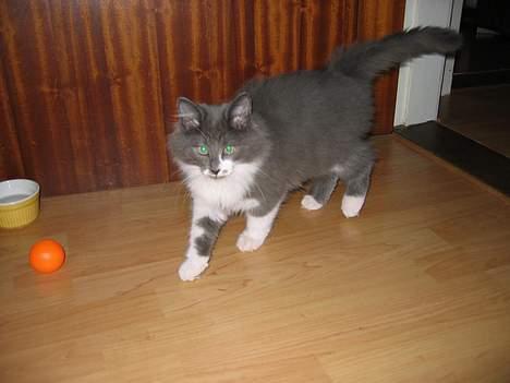 Norsk Skovkat Baloo R.I.P :'( † - Første gang Baloo er i stuen... billede 2