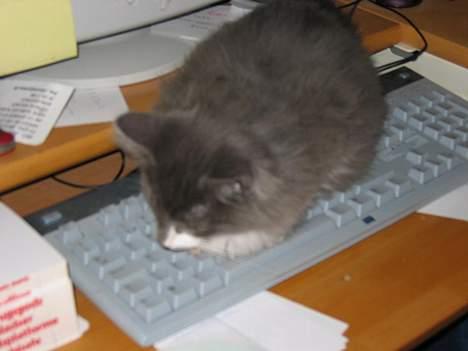 Norsk Skovkat Baloo R.I.P :'( † - Det er lidt svært at skrive billede 4