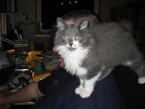 Norsk Skovkat Baloo R.I.P :'( † - Man står virkelig godt her. billede 5