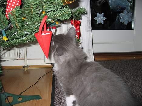 Norsk Skovkat Baloo R.I.P :'( † - Kan det leges med..? billede 6