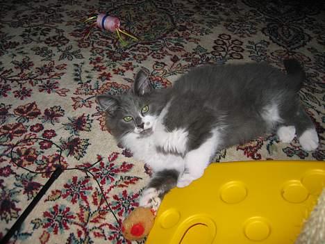 Norsk Skovkat Baloo R.I.P :'( † - Dejlig varmt gulvtæppe.. XD billede 9
